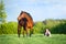 Young beautiful girl walking with a horse in the field