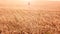 A young beautiful girl walks in a golden ripe wheat field at sunset.