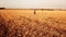 A young beautiful girl walks in a golden ripe wheat field at sunset.