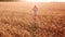 A young beautiful girl walks in a golden ripe wheat field at sunset