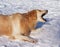 Young and beautiful golden retriever barking in the snow