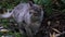 A young beautiful gray cat looks out for prey in the dusk. Close-up