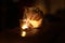 Young beautiful gray cat near burning candle in darkness. Home cosy concept.