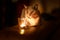 Young beautiful gray cat near burning candle in darkness. Home cosy concept.