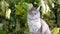 A young beautiful gray cat sits on a background of foliage and looks around. Close-up