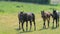 Young beautiful horses walking in green grass