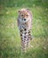 Young, beautiful, juvenile cheetah walks towards camera