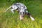 Young,beautiful labrador dalmatian dog playing with a stick.Portrait of brown and white dalmatian dog breed lying on a