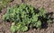 Young Beautiful large green rhubarb Bush in Sunny spring weather in the garden