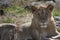 Young, beautiful lioness lying in the savanna and looking in the eye