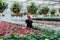 Young beautiful long-haired girl in a greenhouse with flowers petunias in spring