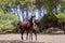 Young beautiful mare Menorquin horse with her foal in the pasture. Menorca Balearic Islands, Spain