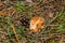 Young  beautiful mushroom Slippery jack Suillus luteus together with a pine cone. Suillus luteus closeup.