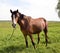 Young beautiful and proud horse