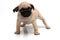 Young beautiful pug dog