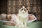 Young beautiful purebred Ragdoll cat at home