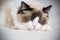 Young beautiful purebred Ragdoll cat at home