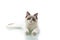 Young beautiful Ragdoll cat on white background