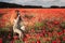 Young beautiful red-hear girl takes photos in the red poppy flowers field