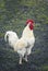 Young beautiful rooster sings at dawn standing on the green grass