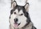 Young beautiful smiling alaskan malamute dog in snow. winter .