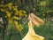 Young beautiful smiling woman in spring Australian Golden wattle trees.