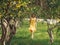 Young beautiful smiling woman in spring Australian Golden wattle trees.