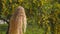 Young beautiful smiling woman in spring Australian Golden wattle trees.