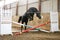 Young beautiful sport horse free jumps over a hurdle indoors