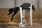 Young beautiful sport horse free jumps over a hurdle indoors