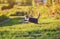 Young beautiful striped cat playing in a Sunny summer garden on the green grass and catches a small blue butterfly flying by with