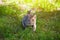 A young, beautiful striped cat walks in nature