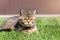 Young beautiful tabby calm domestic cat sunbathing and napping at green grass lawn on house yard on bright warm spring