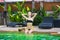 Young beautiful teenage girl sitting near exotic swimming pool with coconut and posing in water