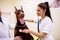 Young beautiful veterinarian exam big dog with stethoscope