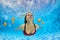 Young beautiful woman in bikini swimming underwater in pool