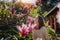 Young beautiful woman enjoying the spring of her home in the garden near a blooming magnolia tree inhaling the aroma of flowers