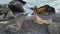 Young beautiful woman fallen angel stands on sea beach enjoy nature. costume bird white wings.