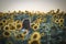 Young beautiful woman having fun in a sunflower field