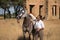 Young and beautiful woman with her horse, resting with him, caressing him, happy in the countryside. Concept horse riding, animals