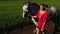 Young beautiful woman lead walk with a white horse on the green field