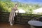 Young beautiful woman in a long beige sundress with a glass of wine looks over his shoulder from the terrace to the tropical natur