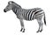 Young beautiful zebra isolated on white background. Zebra close up. Zebra cutout full length.