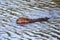 A young beaver kit swimming in wavy water