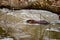 A young beaver swims in a partly frozen canadian water stream