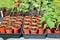 Young bedding plants in boxes ready for planting.