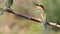 Young bee-eater asks for food from parents