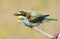 Young bee-eater fluffed feathers sitting on a branch