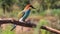 Young bee-eater sits on a branch and looks around