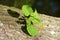 Young beech leaves grow directly from the bark  2